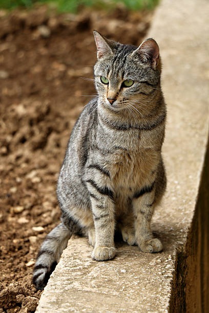 istock Cat in the garden 472323582