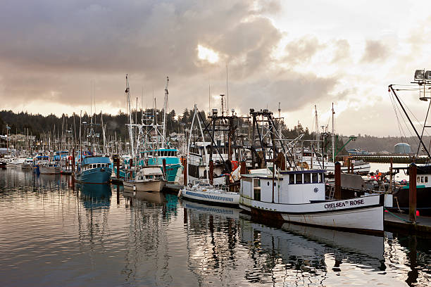 manhã sobre o brilho de embarcações de pesca. - newport oregon imagens e fotografias de stock