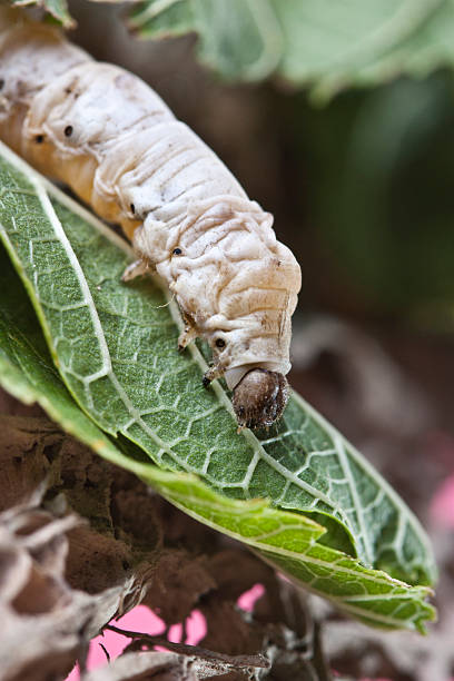 istock silkworm walking in the mulberry green leaf 472324608