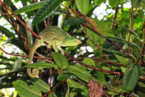 Beautiful camouflaged Parsons chameleon (Calumma parsonii) in the rainforest jungle of the Masoala National Park in Madagascar