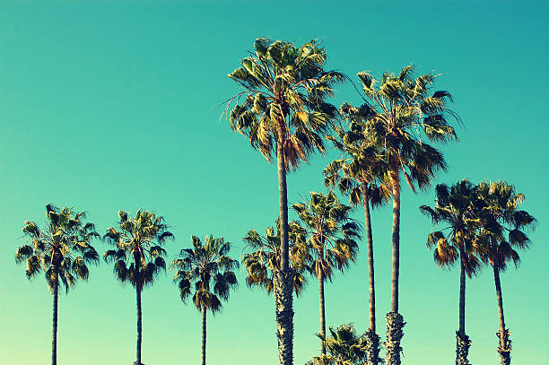 istock Palm trees at Santa Monica beach. 472327726