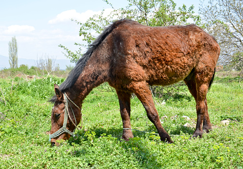 Side view of brown horse grazing in field.