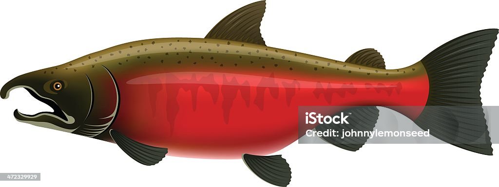 Saumon Coho - clipart vectoriel de Poisson libre de droits