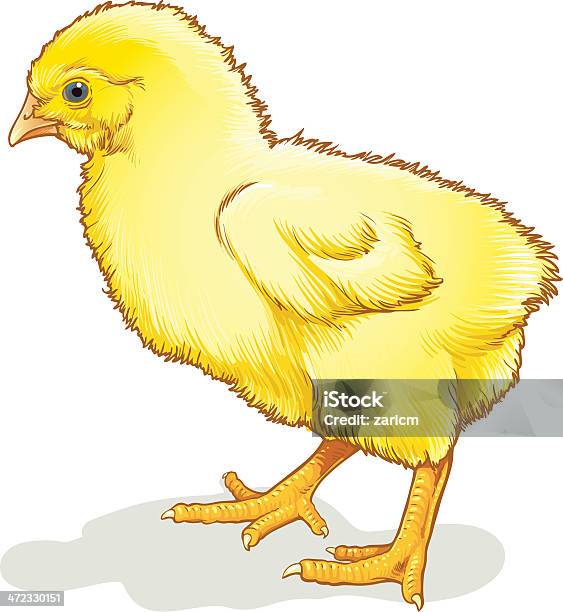 Ilustración de Pollo y más Vectores Libres de Derechos de Pollito - Pollito, Agricultura, Amarillo - Color