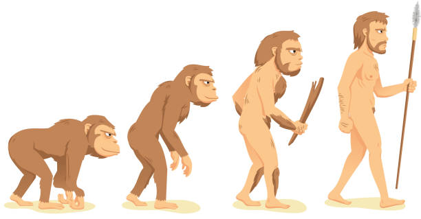Human Evolution from Ape to Man, with ape, Aborigine and men vector illustration cartoon.