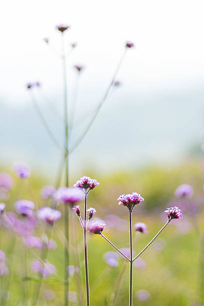 istock Small purple flowers with blurred background 472331122