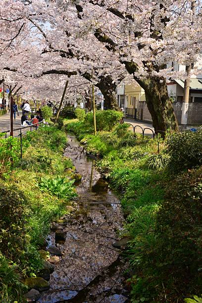 istock Cherry Blossom Season in Tokyo 472331528