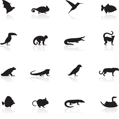 Illustration representing different wild animals.