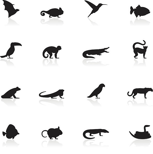 Black Symbols - Exotic Animals Illustration representing different wild animals. monitor lizard stock illustrations