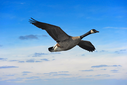 Canadian goose flying against a sunset in Maryland