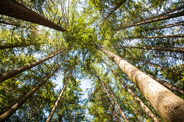 istock beautiful trees. nature green forest. 472332092