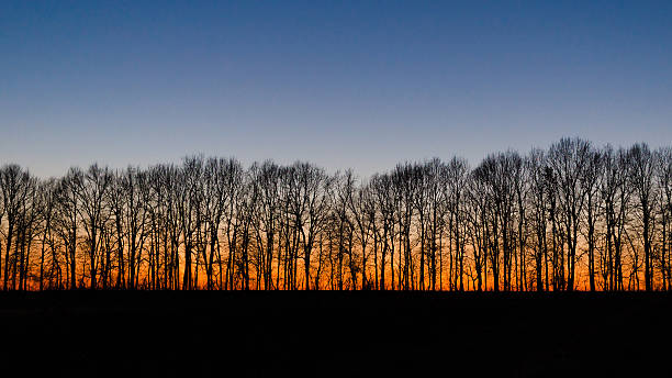 istock Silhouette of trees at sunset 472332328