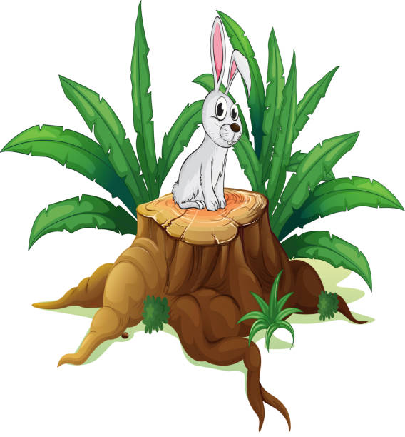 bunny über badeshorts - grass branch wealth forest stock-grafiken, -clipart, -cartoons und -symbole