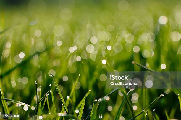 Green Grass Stock Photo - Download Image Now - 2015, Agriculture, April