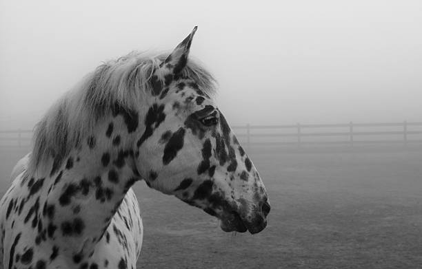 istock Spotted Horse Tigerschecke Knabstrupper 472332730