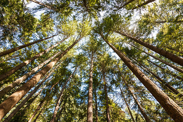 istock beautiful trees. nature green forest. 472333244