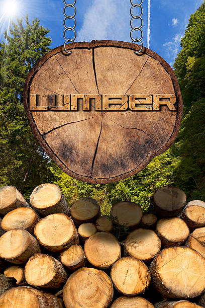 Neatly stacked logs awaiting transport on a sunny autumn day in Kongelund Forest, located at the southern tip of Amager Island near Copenhagen, Denmark. The image showss post-harvest timber management in a Scandinavian woodland setting.