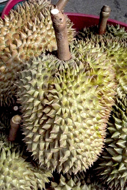 istock Durian fruits 472333364