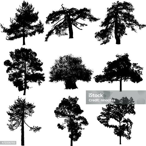 Cyprys Trees Stock Illustration - Download Image Now - Abstract, In Silhouette, Tree
