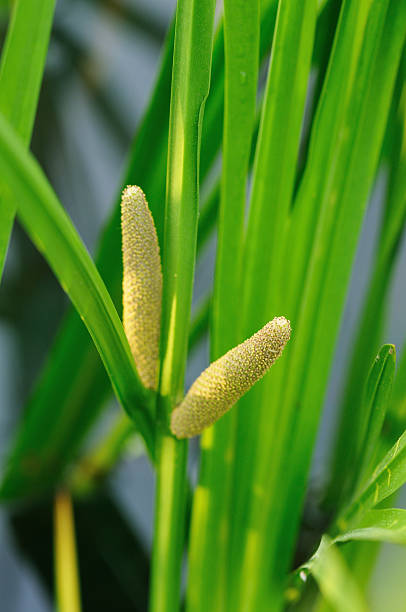 espadaña verde - long grass uncultivated plant stage plant condition fotografías e imágenes de stock