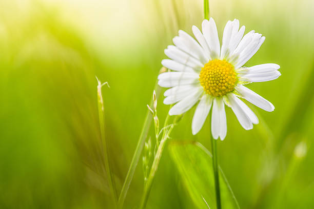 istock Daisy flower in the field 472336046