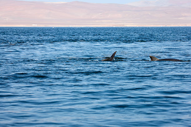 istock Dolphin swimming wild in the Pacific Ocean off Peru 472336918