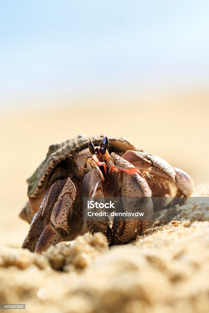 Hermit crab Masoala Hermit crab on the beach of Masoala, Madagascar 2015 Stock Photo