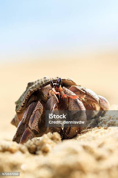 Hermit Crab Masoala Stock Photo - Download Image Now - 2015, Africa, Animal