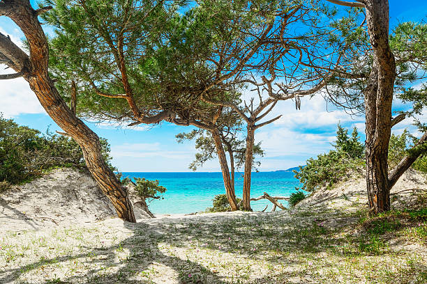 pine trees by the sea Pine tree by the sea in Alghero coastline, Sardinia pine woodland stock pictures, royalty-free photos & images