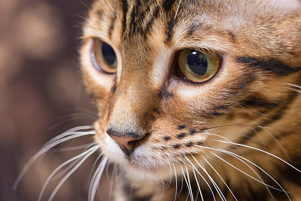 istock Portrait of brown mackerel tabby cat 472337522