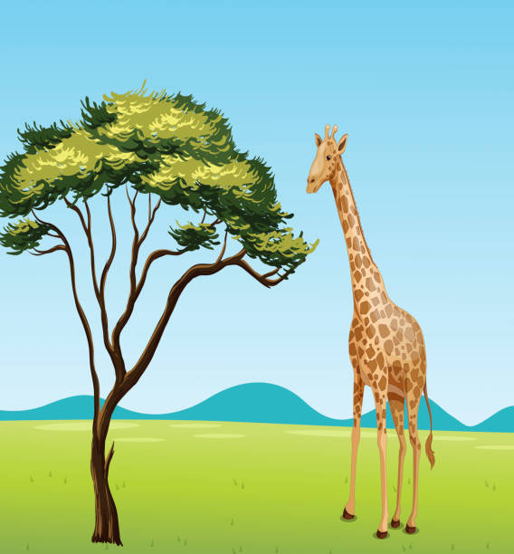 illustrazioni stock, clip art, cartoni animati e icone di tendenza di giraffa di un albero - kruger national park illustrations