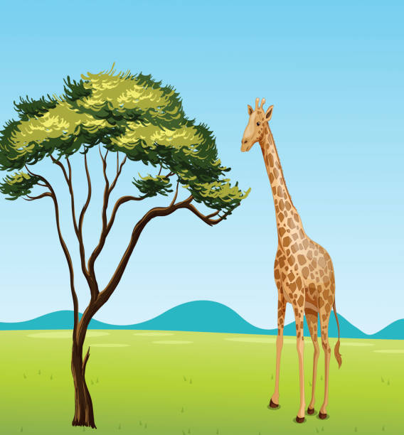 żyrafa przez drzewa - kruger national park illustrations stock illustrations