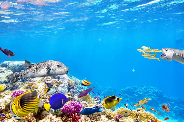 istock Underwater world with corals and tropical fish. 472338670