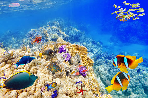 istock Bright underwater scene of coral and tropical fish 472338676