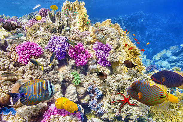 istock Underwater world with corals and tropical fish. 472338682