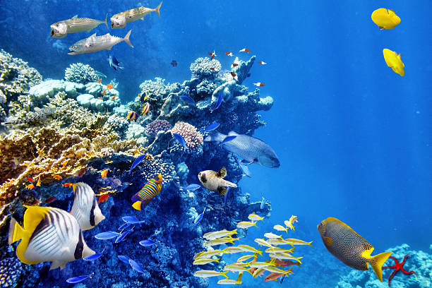 istock Underwater world with corals and tropical fish. 472338904