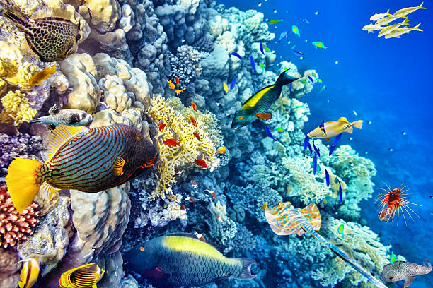 istock Underwater world with corals and tropical fish. 472338906