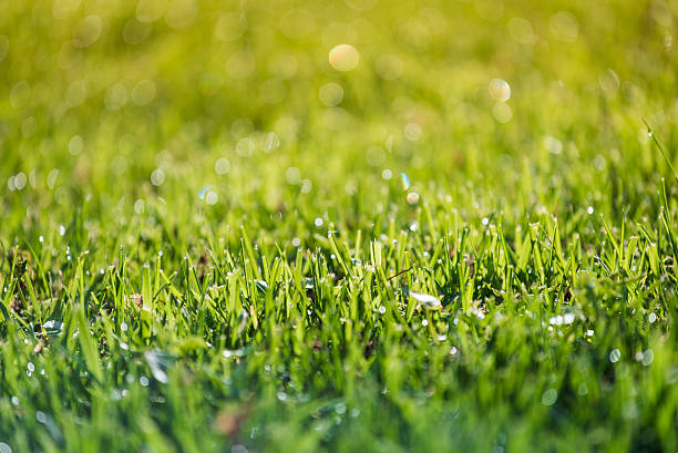 istock grass and water in small depht of field intentionally 472339564