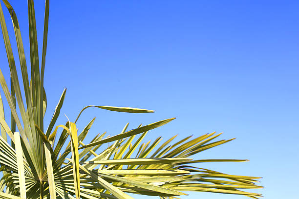 istock lush palm with green leaves and the blue sky 472339740
