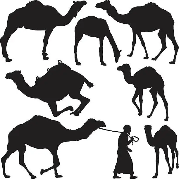 Vector illustration of Camel's silhouettes