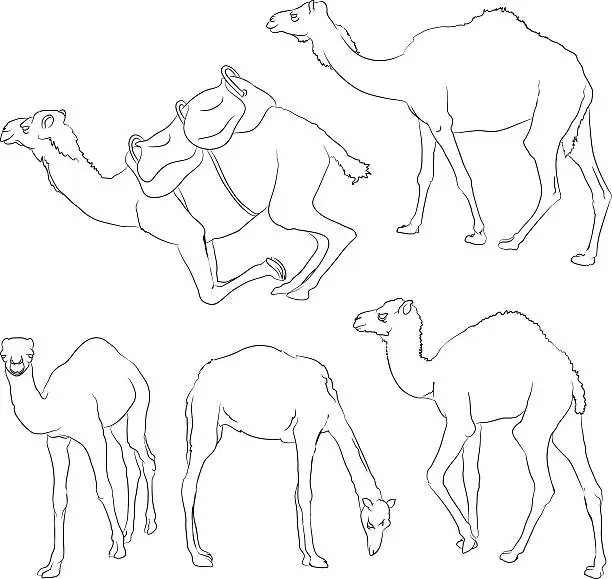 Vector illustration of Camel's sketches