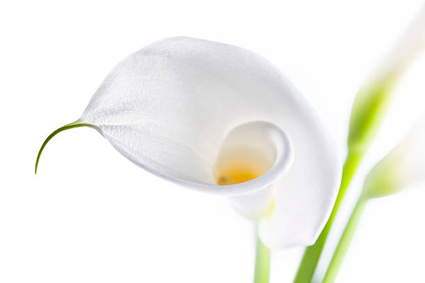 calla isolato su sfondo bianco - lily calla lily flower single flower foto e immagini stock