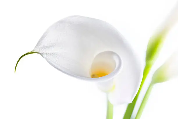 Beautiful white flower