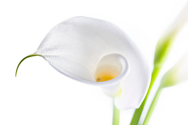 copo de leite, isolado no fundo branco - lily calla lily flower single flower - fotografias e filmes do acervo