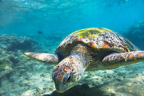 istock The green sea turtle (Chelonia mydas), Hikkaduwa. 472340066
