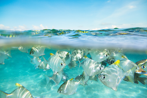 Flock of fish under and above water. Image was taken on Hikkaduwa coral reef, Sri Lanka. Camera: Canon 5D mk III