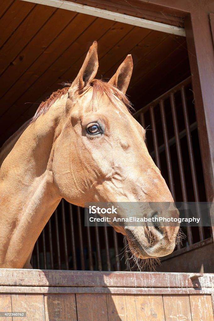 Thoroughbred champagne color horse portrait. Outdoors image. Thoroughbred champagne color in window of stable horse  portrait. Multicolored summertime outdoors image. 2015 Stock Photo