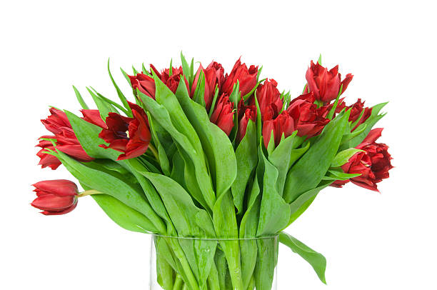 istock Tulips in the vase 472340946