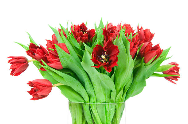 istock Tulips in the vase 472340954