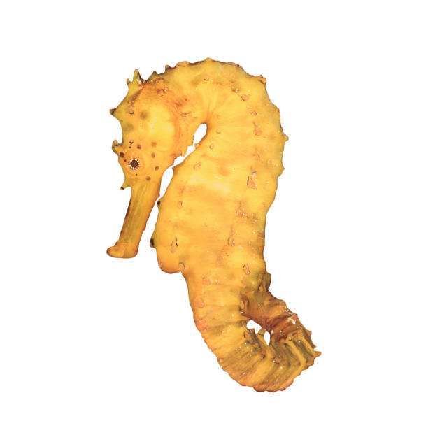 istock Sea Horse isolated on white background 472341698